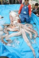 Giant squids successively caught along Japan Sea coast