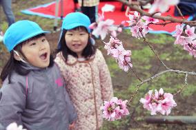 Kindergartners enjoy peach flowers in central Japan