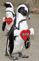 Penguin said to be courting keeper