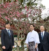 Dazaifu Tenmangu shrine to donate plum trees to Fukushima school
