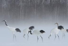Japanese cranes endure drifting snow in Kushiro wetland