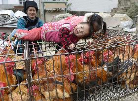 Live chickens sold in China