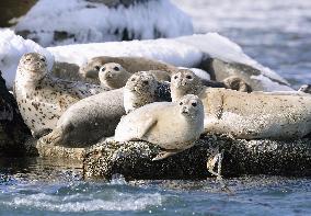 Spotted seals rest at port in Hokkaido, Japan