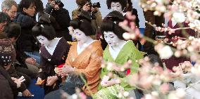 Plum blossom festival at Kyoto shrine