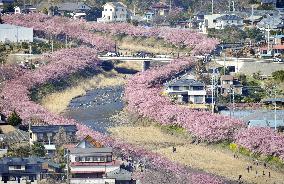 Cherry blossoms in full bloom in Shizuoka