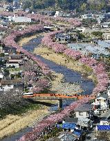 Cherry blossoms in full bloom in Shizuoka