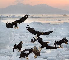 Wintering eagles gather on drift ice in Shiretoko, Japan