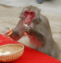 Japanese mountain park's monkey colony gets new boss