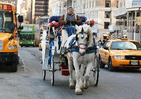 Horse-drawn carriage in New York