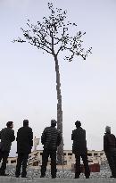 'Miracle pine' 3 yrs after disaster