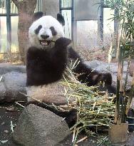 Panda on display again