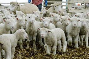 Lambs at theme park in Hokkaido