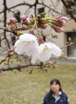 Cherry blossoms bloom in Fukuoka