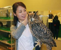 Owl cafe in Japan