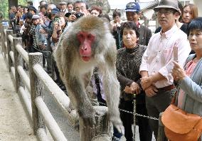Monkey 'Bentsu' was Oita park's major attraction