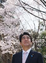 Abe views cherry blossoms
