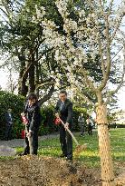 Japan envoy plants cherry tree in Geneva