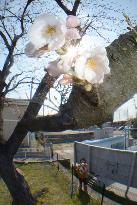 Cherry flowers bloom at tsunami-hit weather station in Fukushima