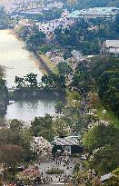 Cherry blossoms at Imperial Palace