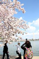 Cherry blossoms in Washington