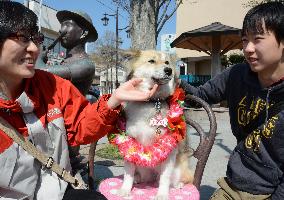 Dog wearing lei welcomes tourists to Fukushima Pref.