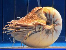 Nautilus at aquarium keeps world's longest breeding record