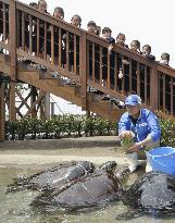 Artificial beach for sea turtles opens at Enoshima Aquarium