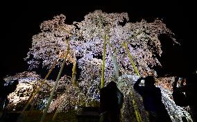 1,000-year-old cherry tree in Fukushima