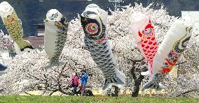 People view cherry blossoms, carp streamers
