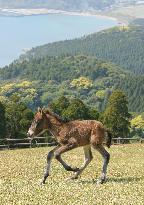 Foal in Miyazaki