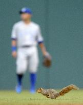 Squirrel comes in MLB game