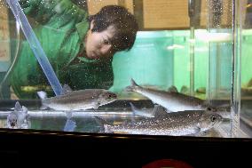 Kunimasu at aquarium