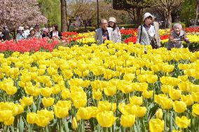 Visitors see variety of tulips at annual fair in Toyama Pref.