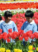 Children enjoy seeing many colorful tulips in Toyama Pref.