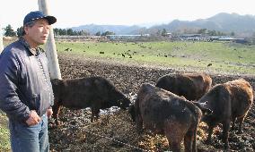 Cattle farmer braves nuclear scare in Fukushima