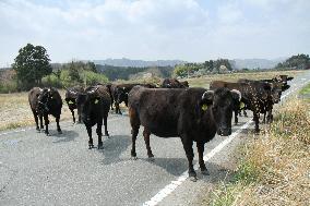 Cattle left behind after Fukushima nuclear crisis roam road