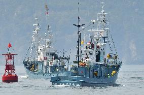 Japan starts coastal research whaling in Pacific