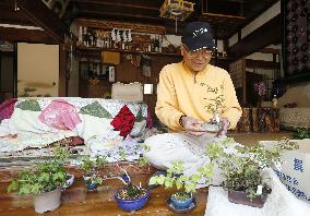 Fukushima evacuee sees 'bonsai' trees at home