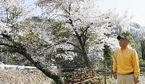 Fukushima villager sees cherry blossoms in own garden
