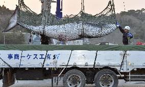 Minke whale caught off northeastern Japan coast