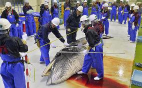 Japan starts coastal research whaling in Pacific