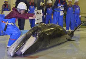 'Scientific whaling' team examines minke whale