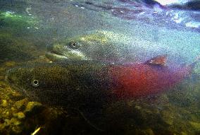 Rare fish run upstream in Hokkaido river to lay eggs