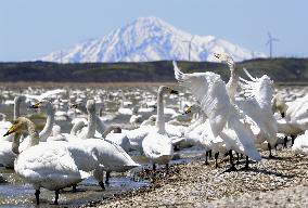 Swans rest at Hokkaido swamp before heading back to north
