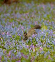 Squirrel in field in spring bloom