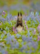 Squirrel in field in spring bloom