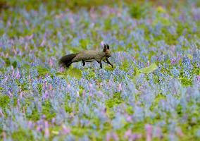 Squirrel in field in spring bloom