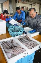 Fish from Fukushima Pref.'s Iwaki to be shipped to Tsukiji