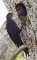 Okinawa woodpecker feeds baby bird
