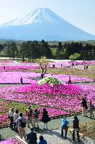 Tourists take pictures of Mt. Fuji-shaped moss phlox plants